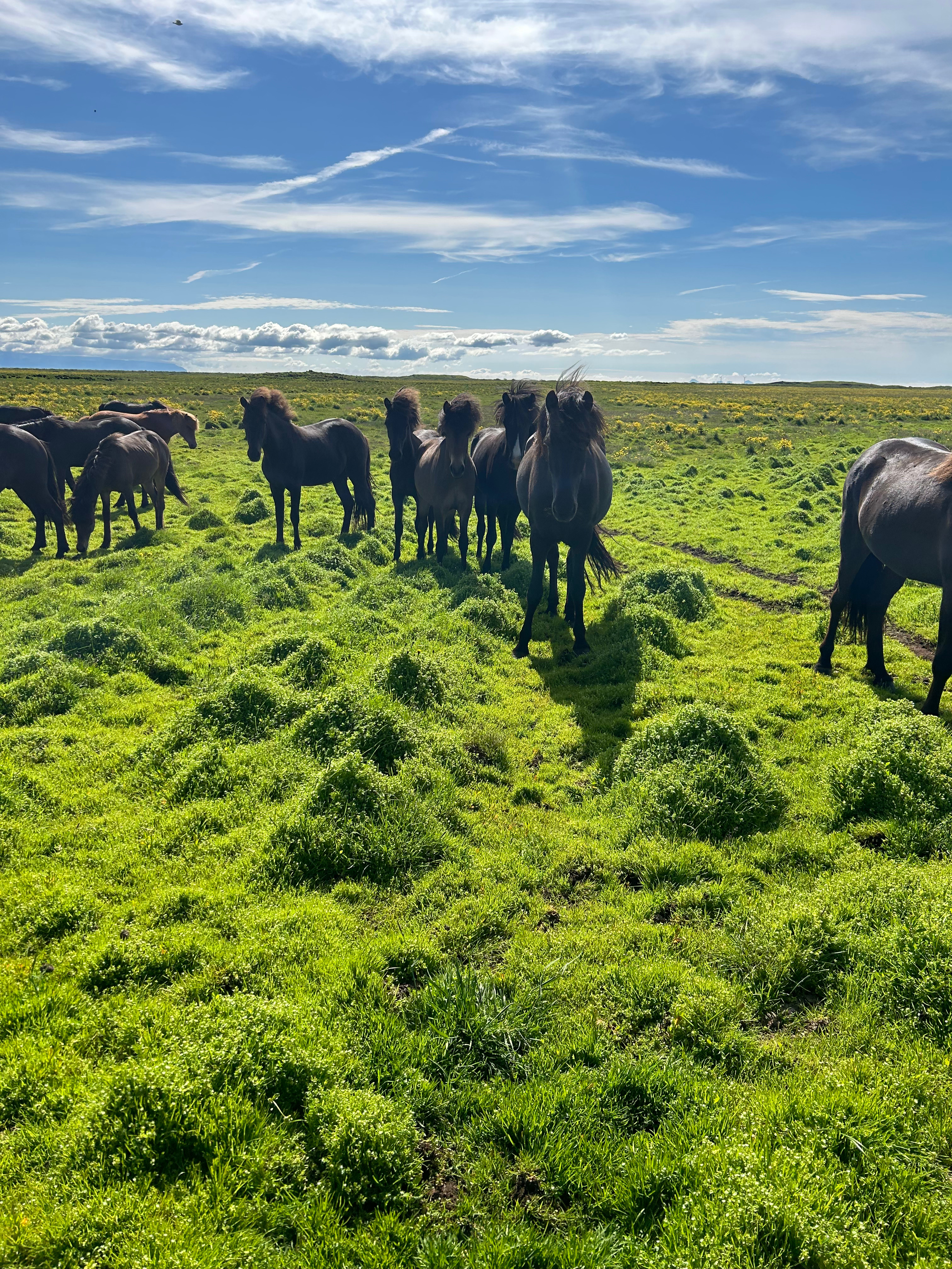 A group of Icelandic horses with long manes standing on mossy ground.