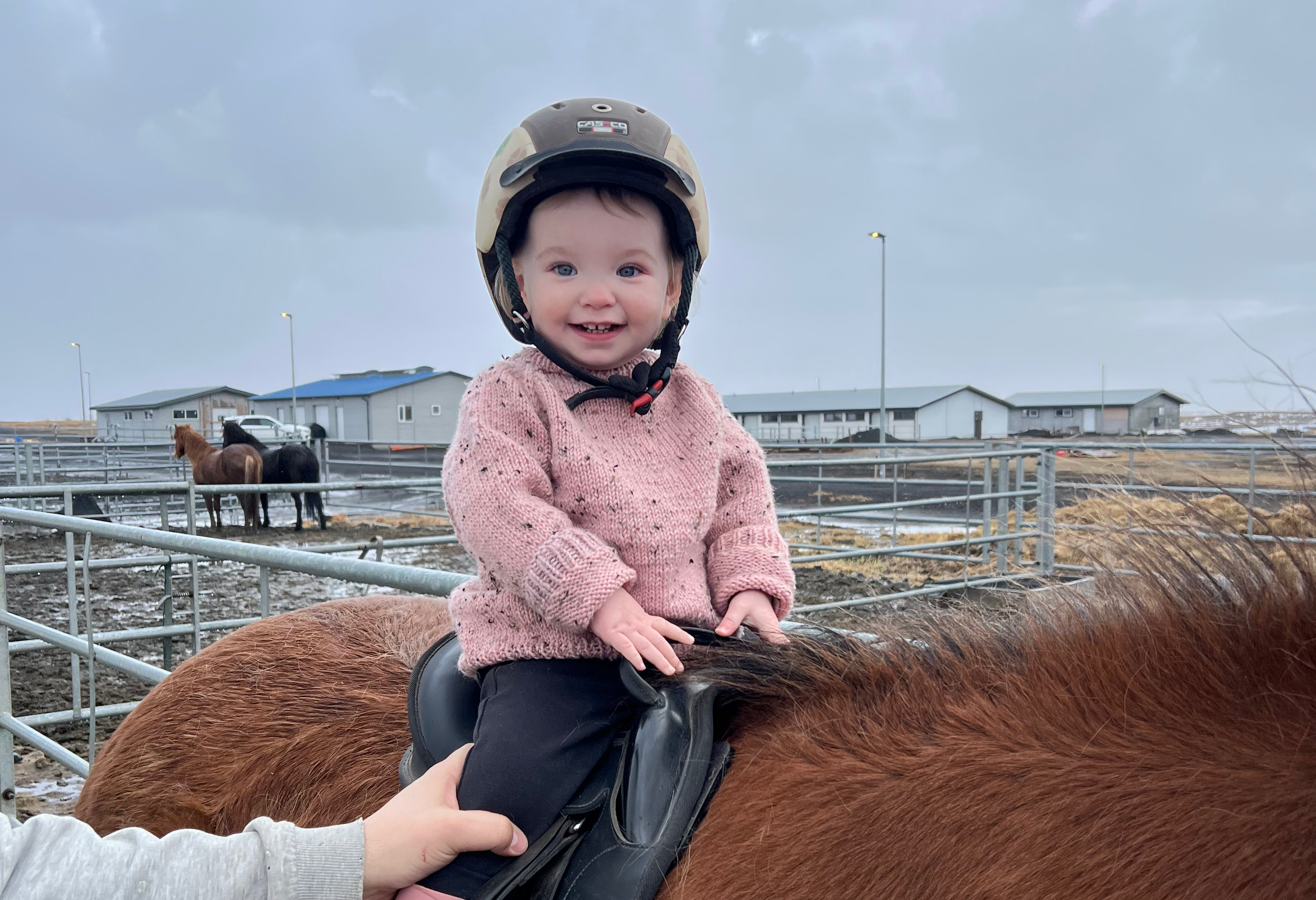 Beginner rider learning to mount an Icelandic horse