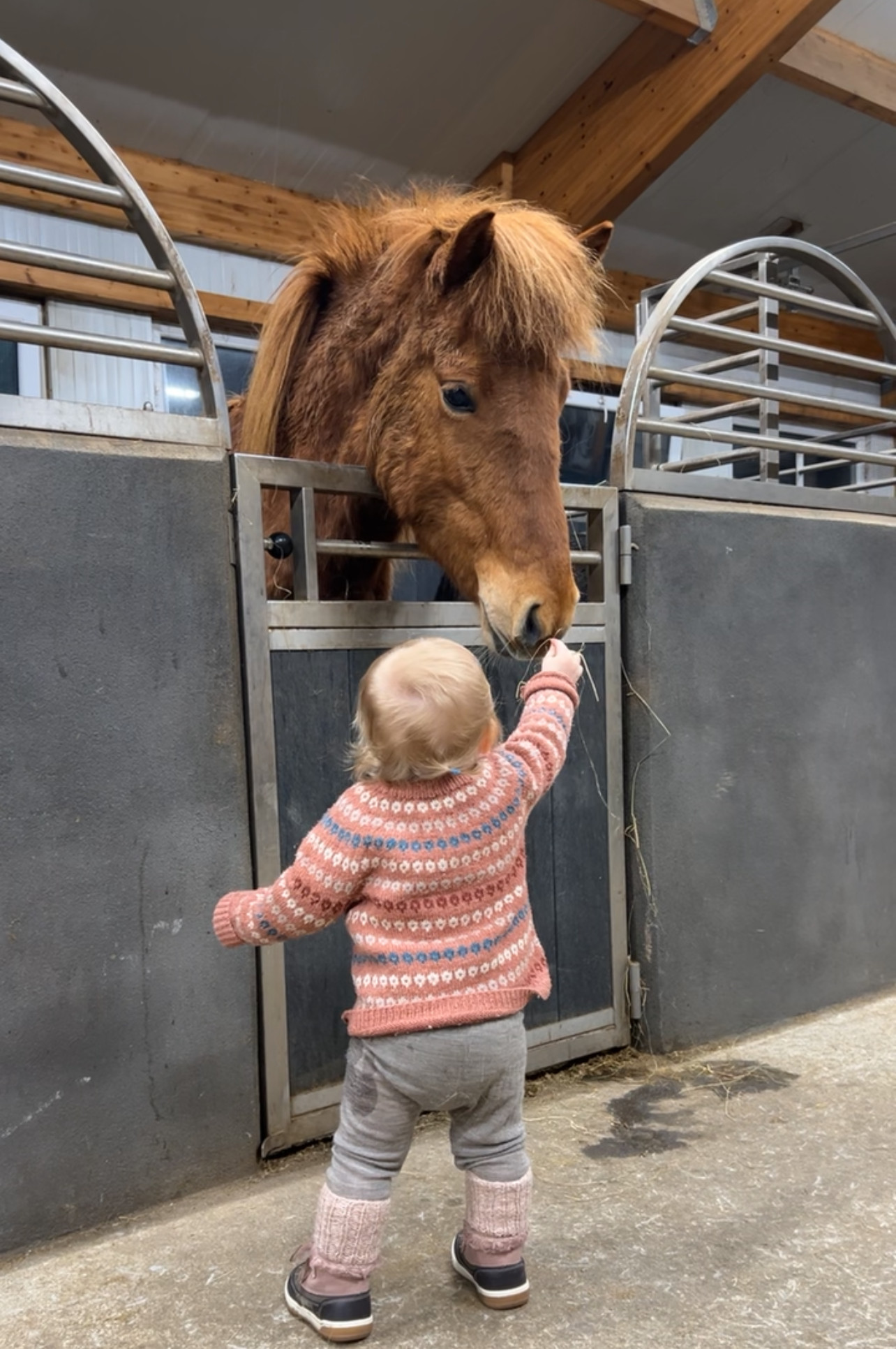 Close-up of an Icelandic horse being fed by hand