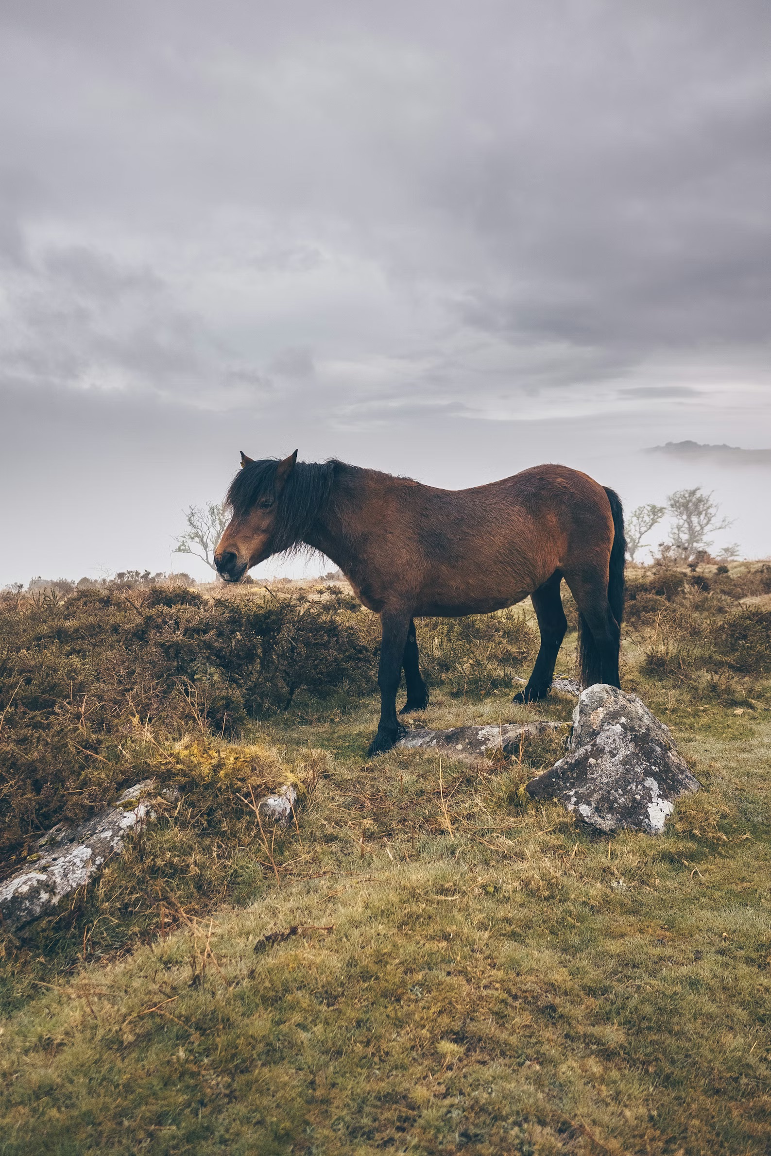 Icelandic horse on a wooded trail